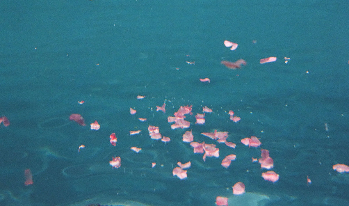Mew Swim