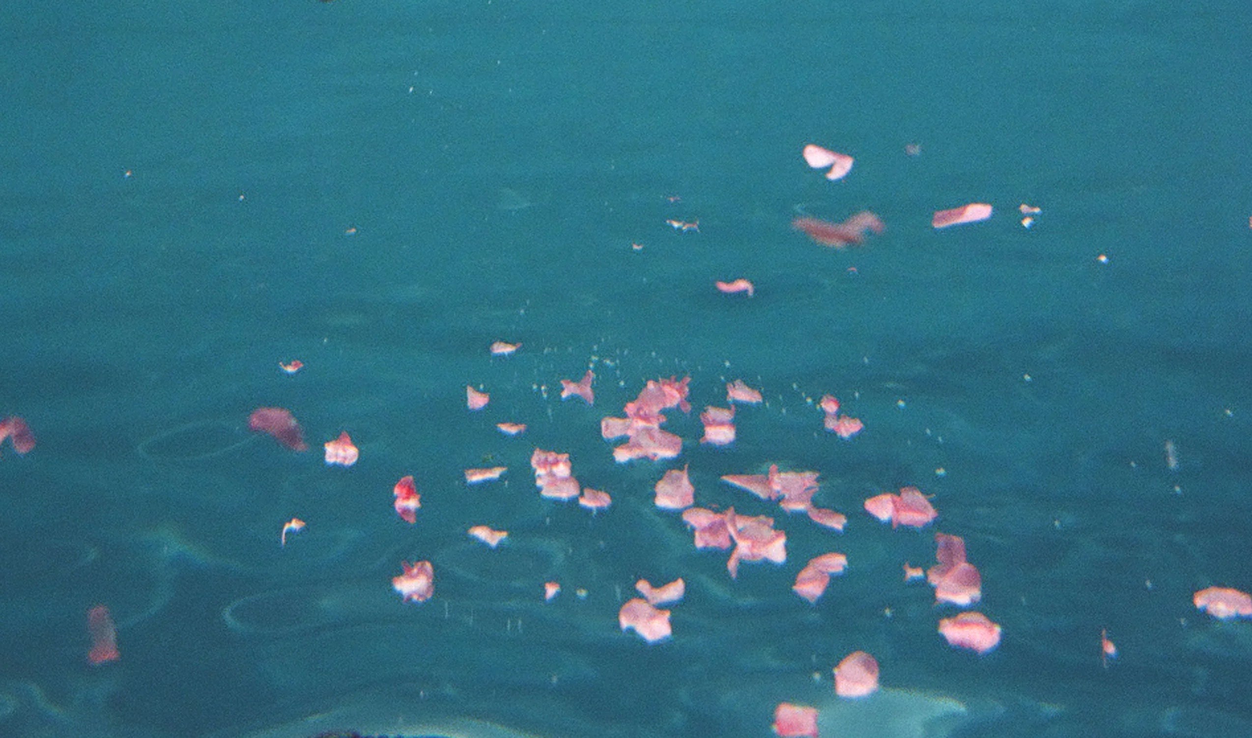 Mew Swim
